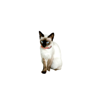 Elegant Siamese Cat With Blue Eyes Sitting Outdoors On Sandy Ground. 13211 - Cat PNG image with transparent background